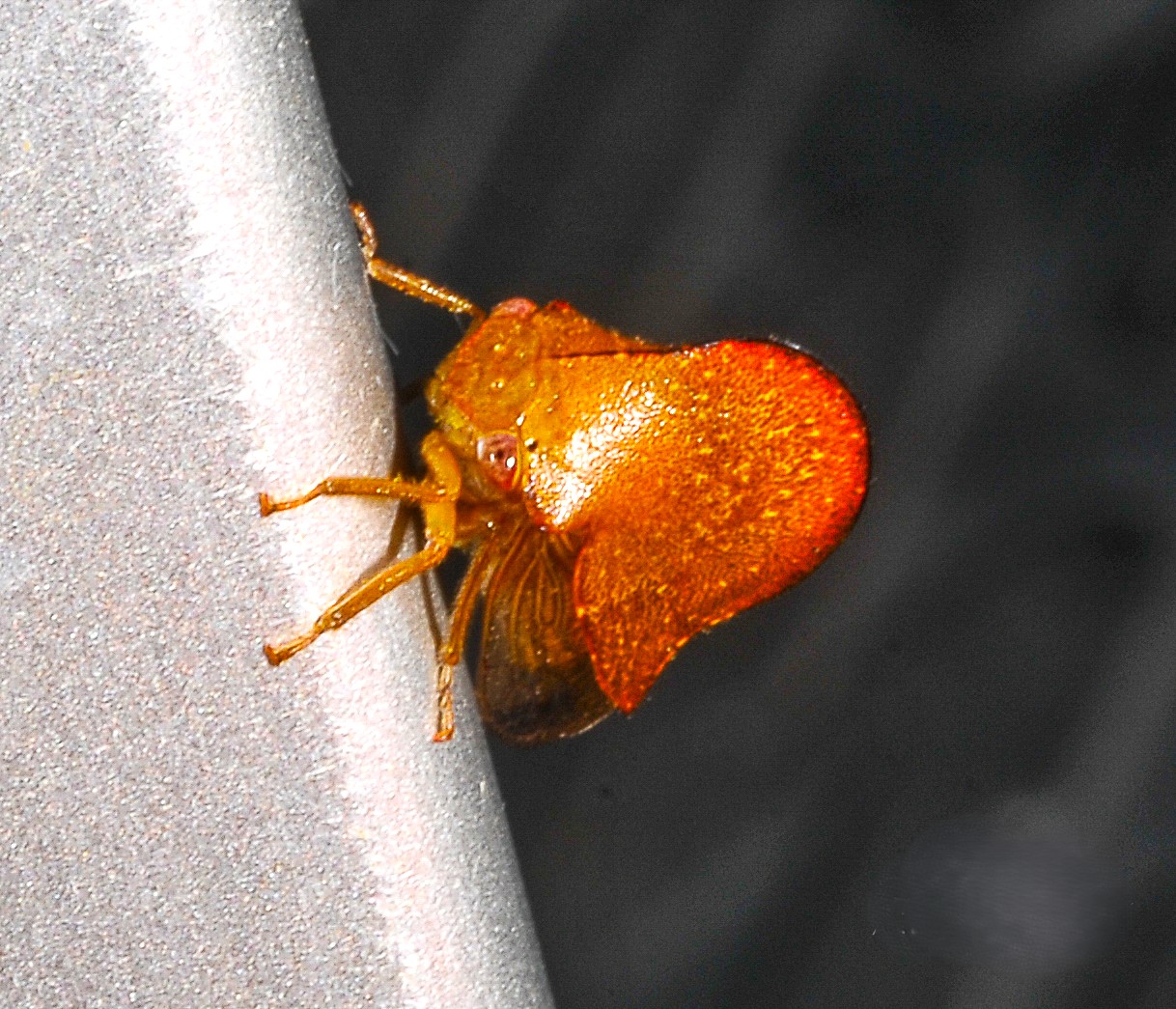 Kennai Insect Ken Beard - buy prints & digital downloads
