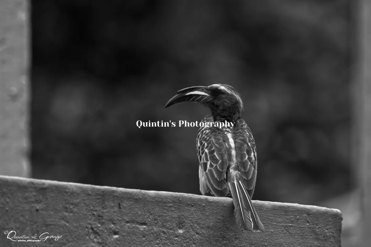Quintin's Photography