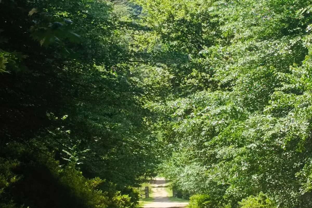 Natural Paths Photography