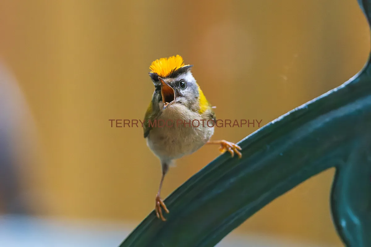 Terry MdC Photography
