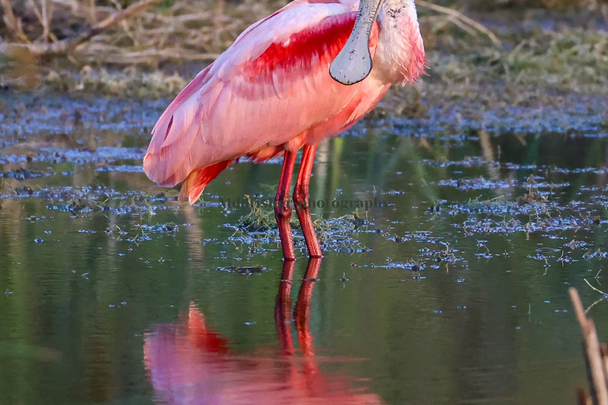 Mddfisher_photography 