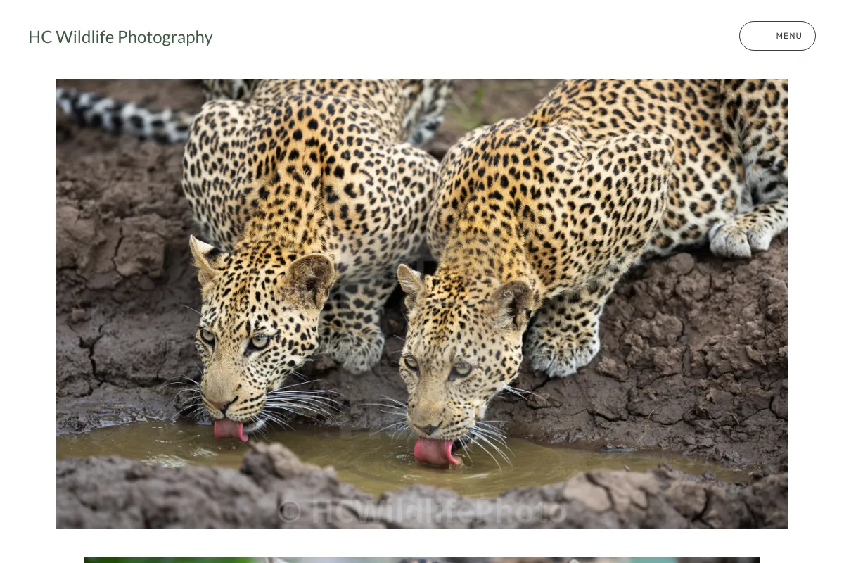 HC Wildlife Photography