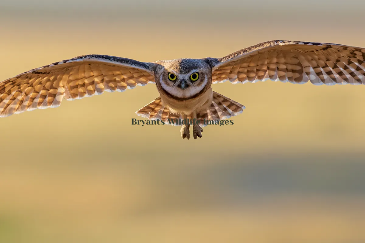 Bryants Wildlife Images 