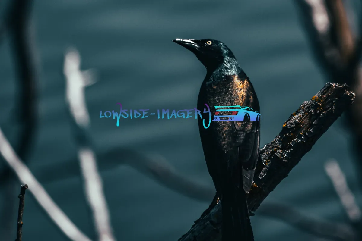 Lowside-Imagery