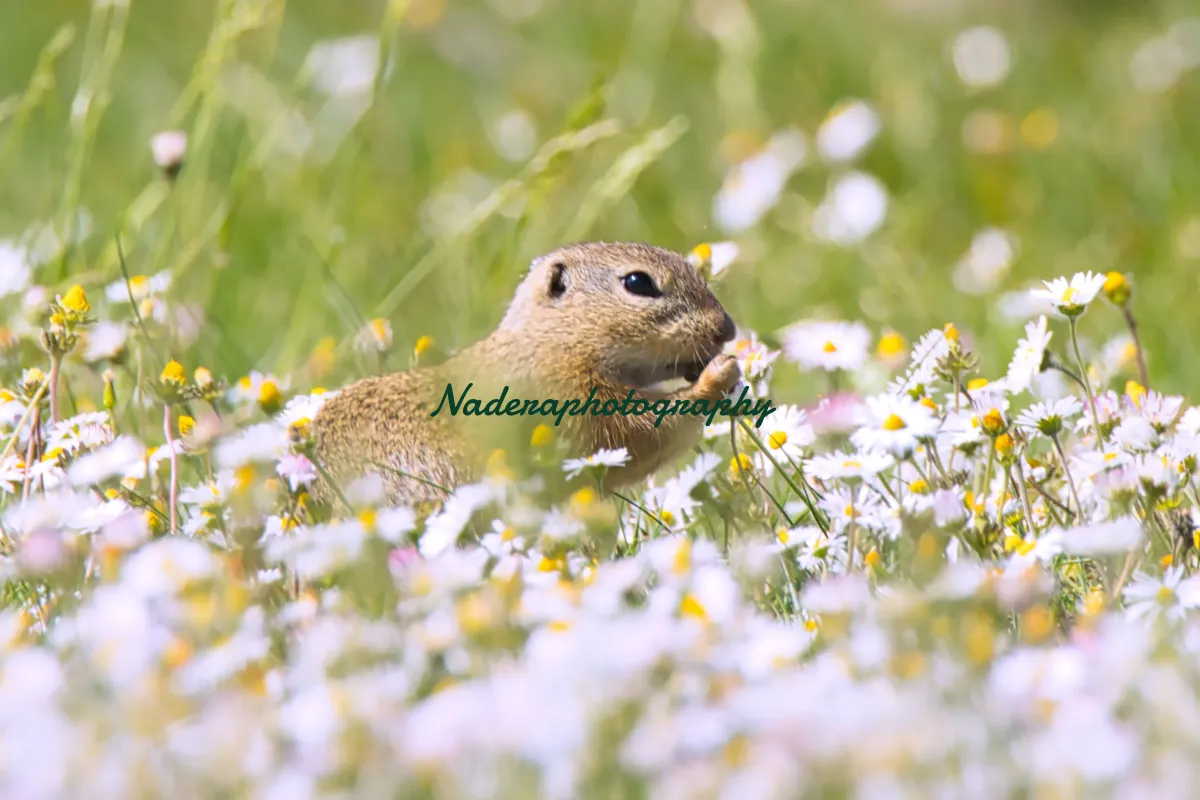 Naderaphotography