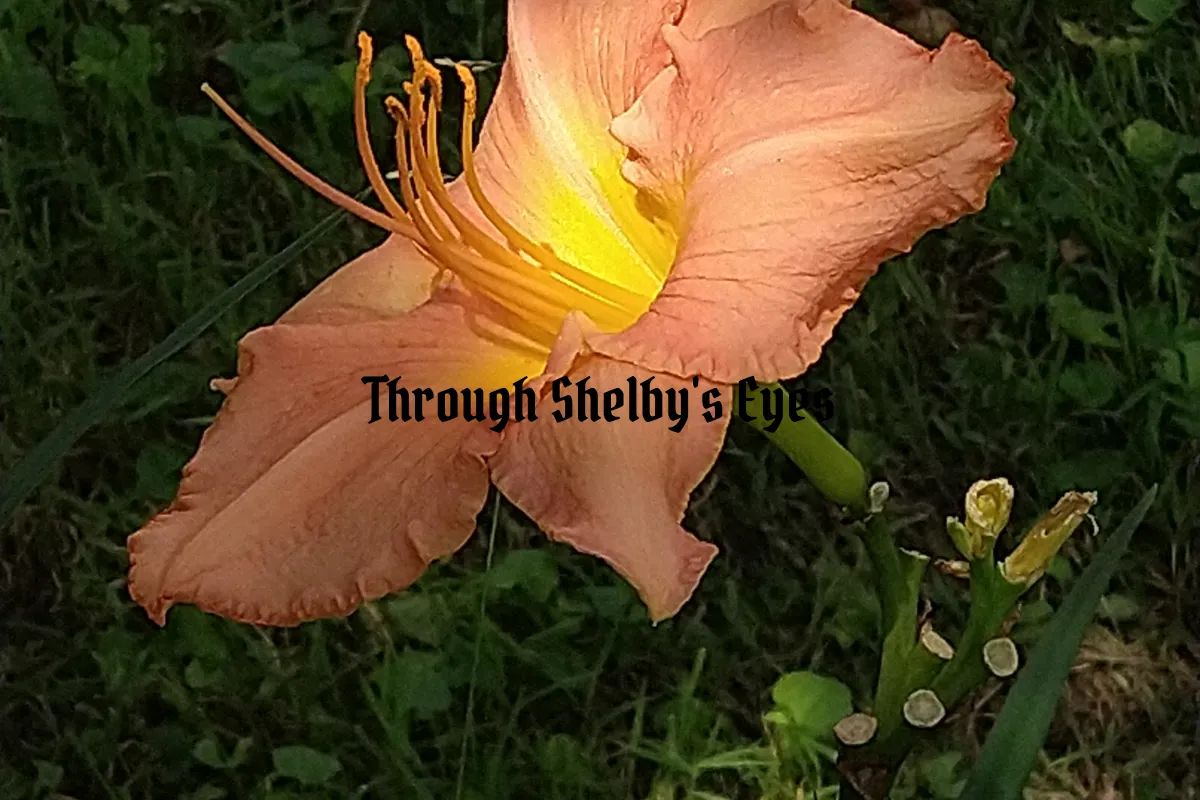 Through Shelby's Eyes