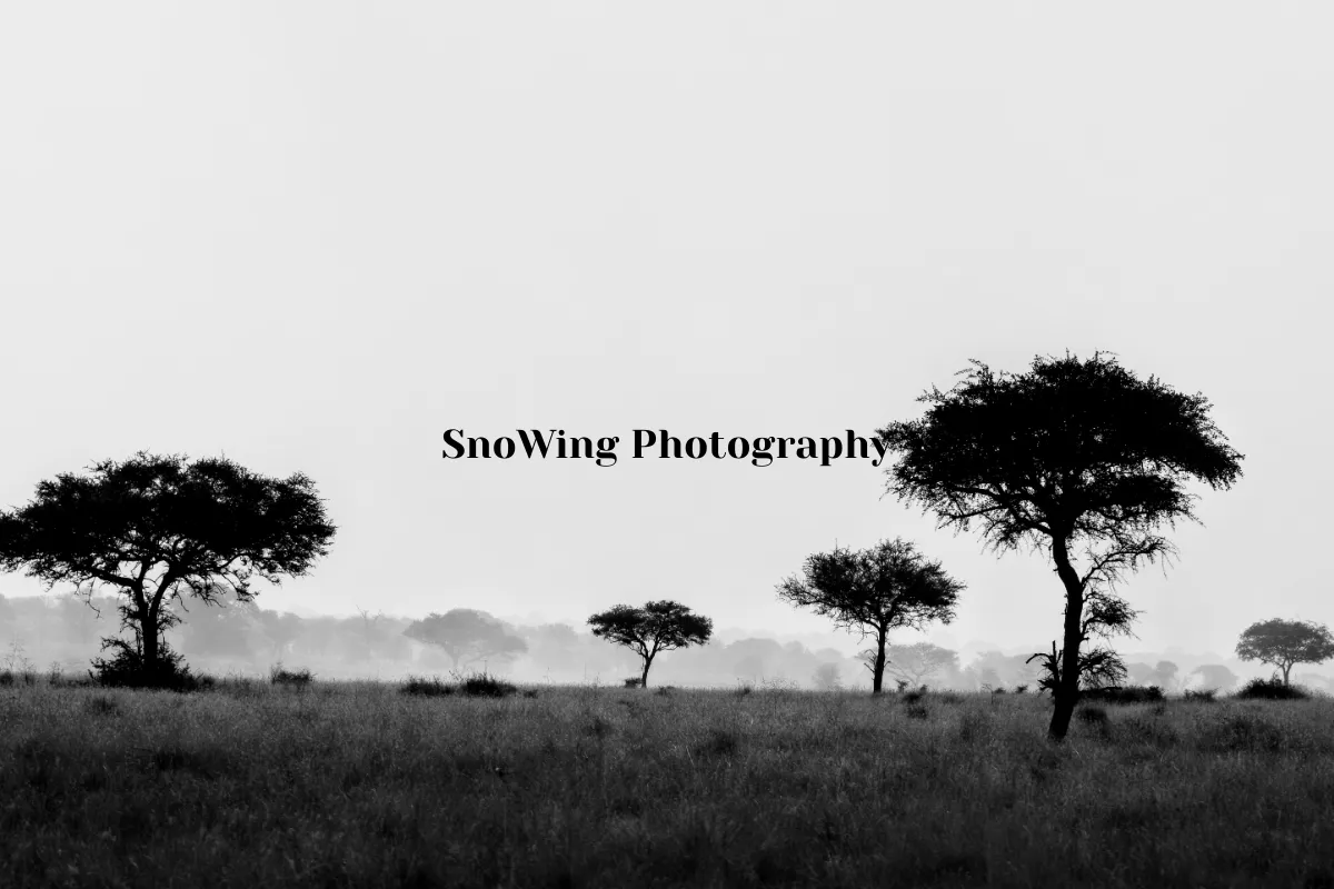 SnoWing Photography