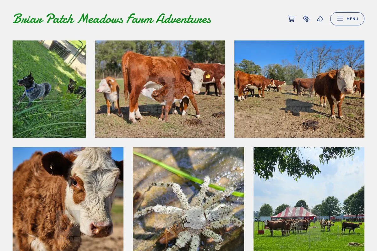 Briar Patch Meadows Farm Adventures