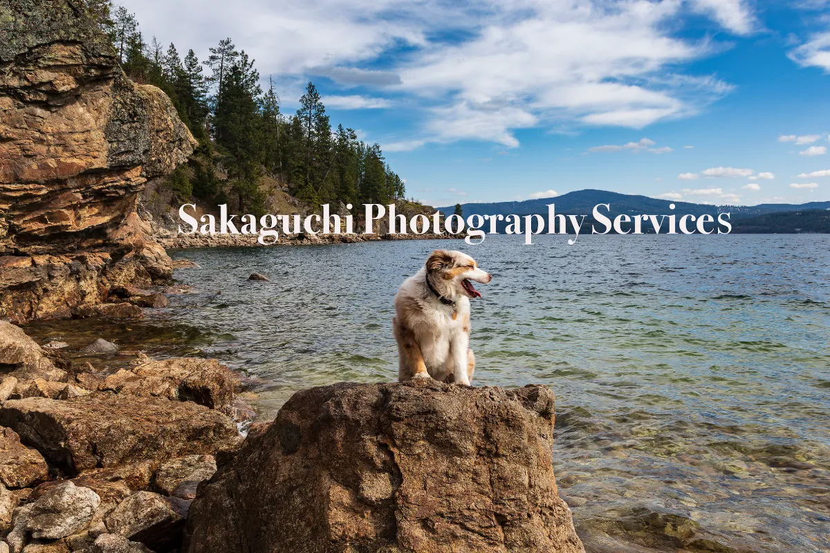 Sakaguchi Photography Services