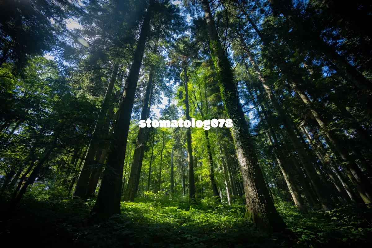 stomatolog078