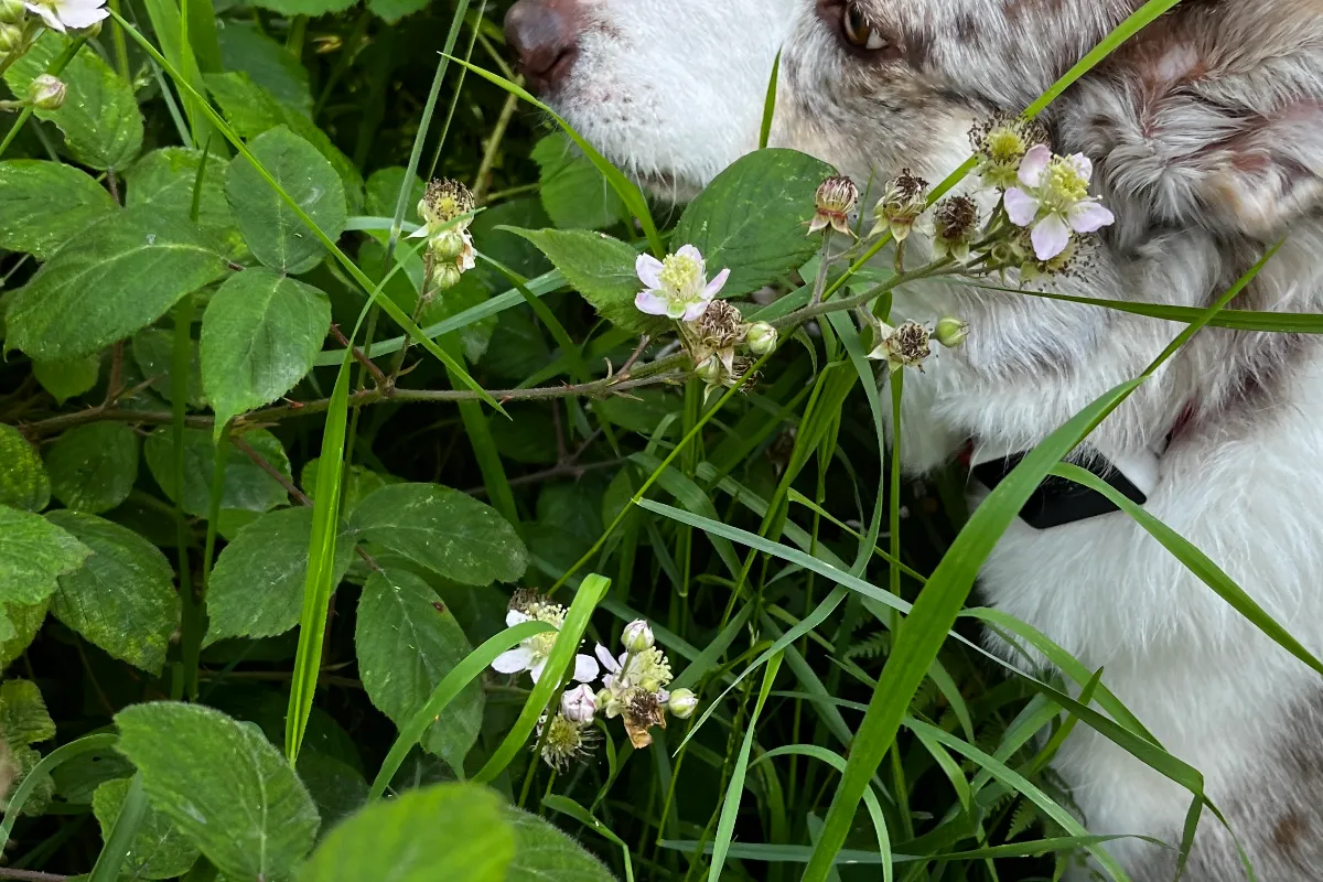 Nature-at-home