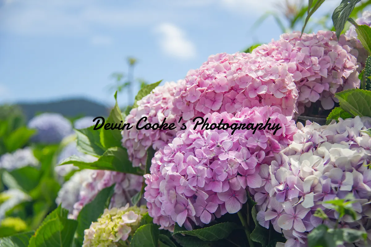 Devin Cooke's Photography