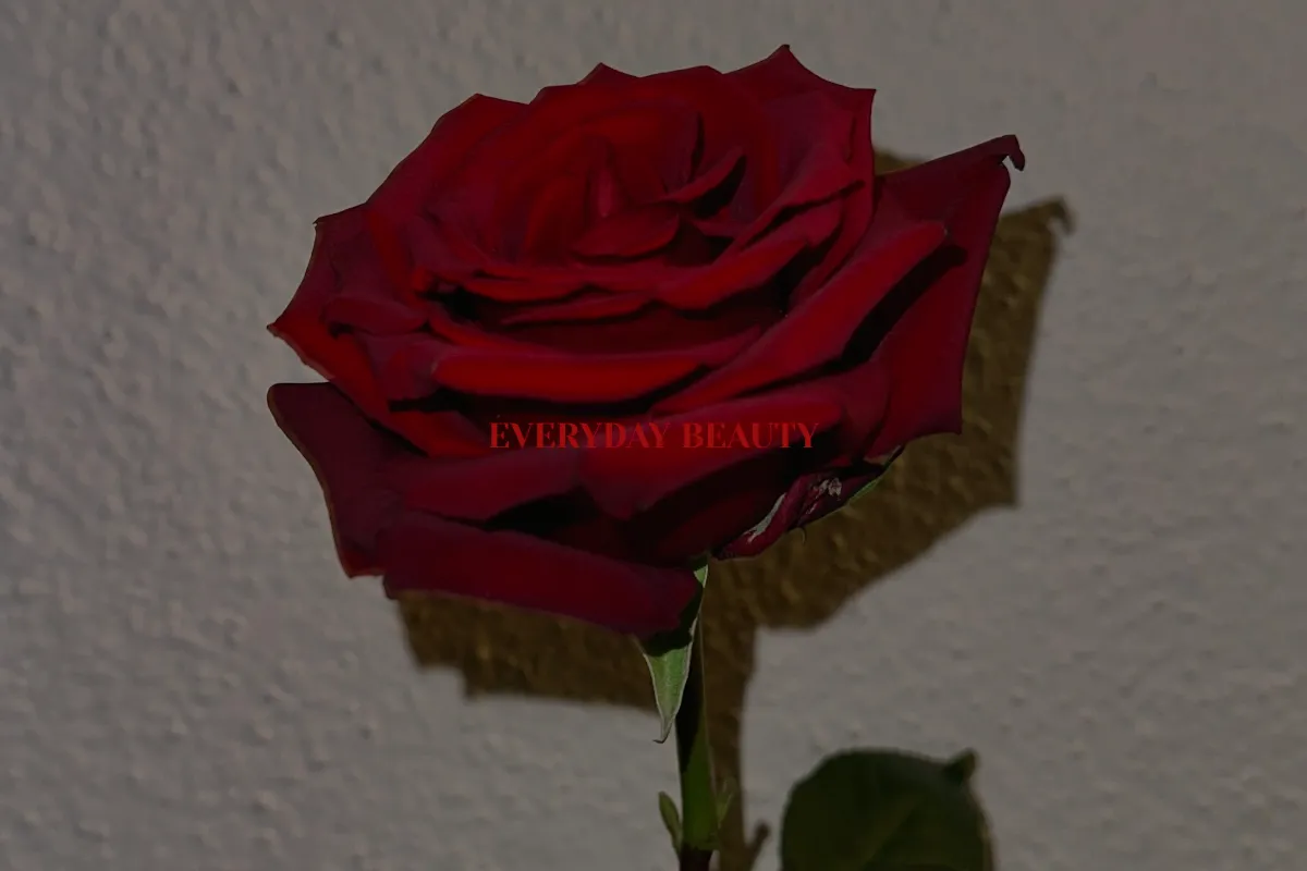 everyday beauty