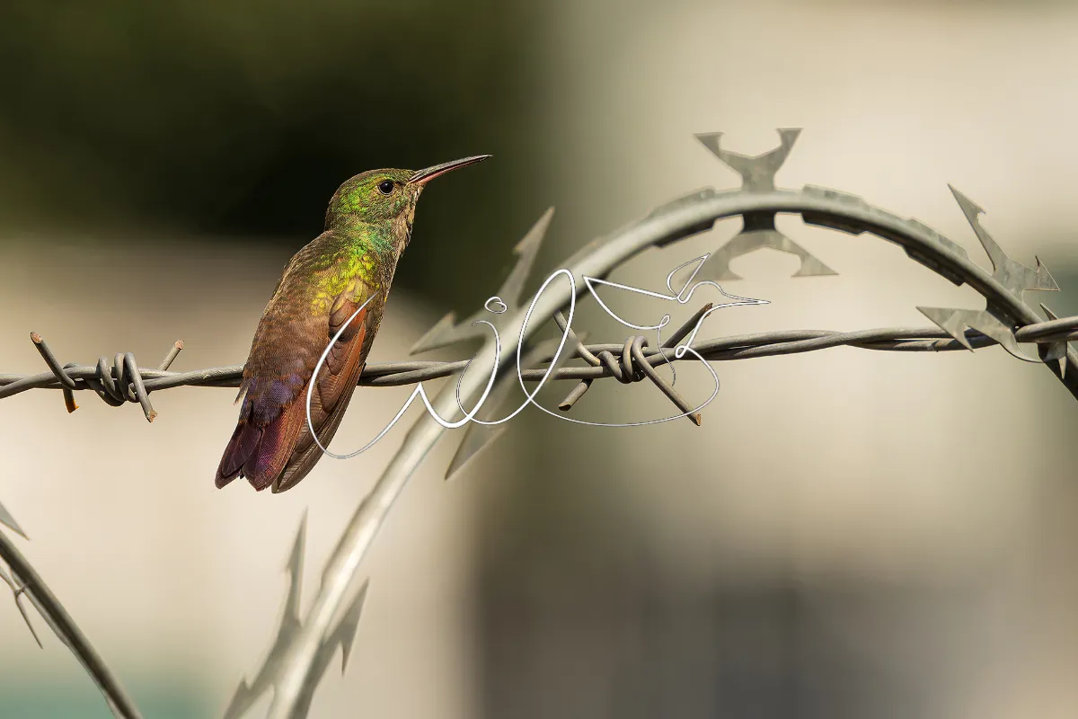 william mertz.photography