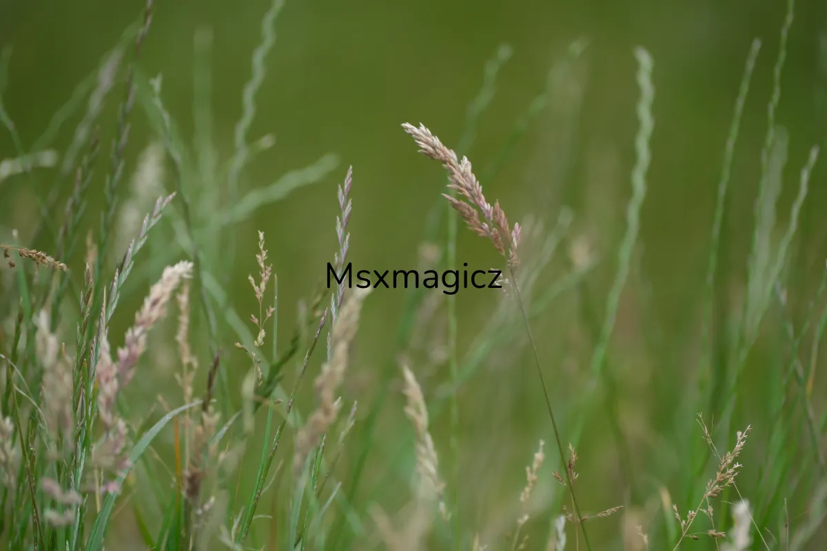 Msxmagicz