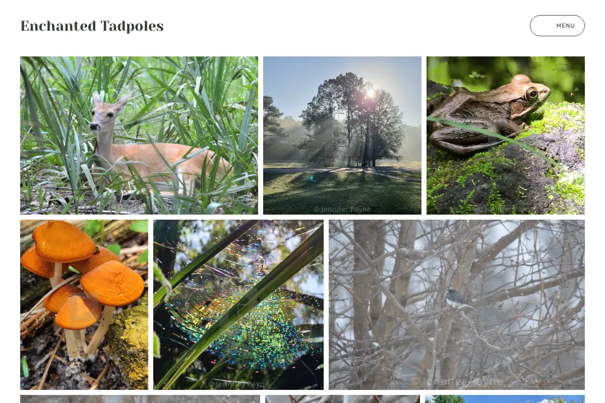 Enchanted Tadpoles