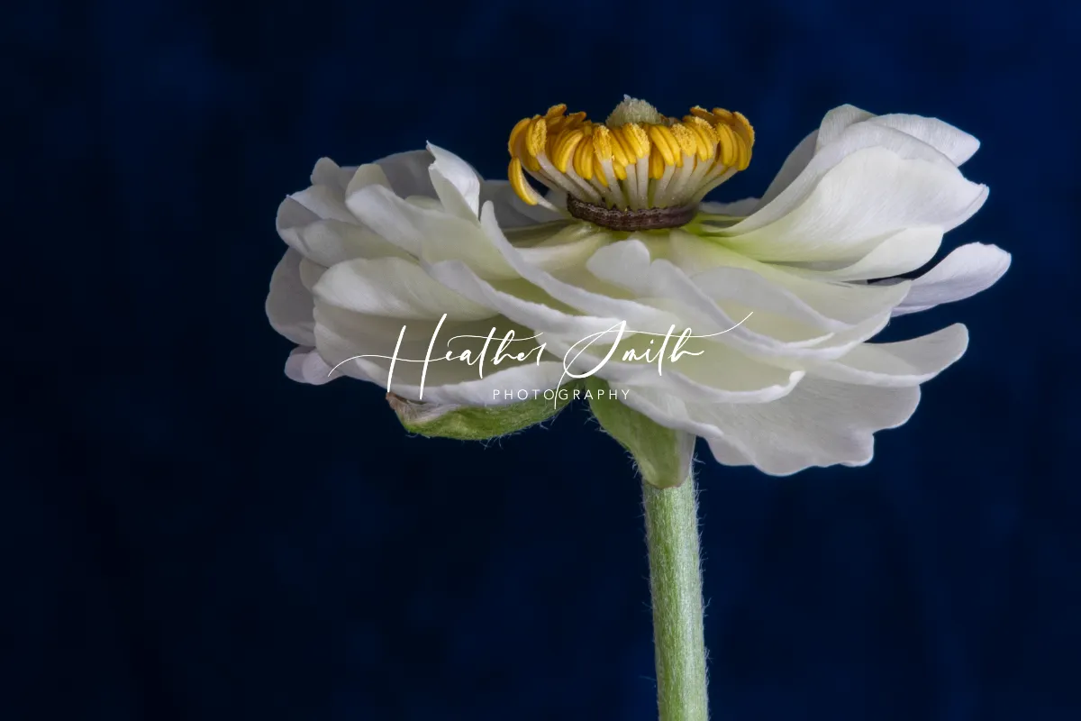 Sunsets and Flowers Photography