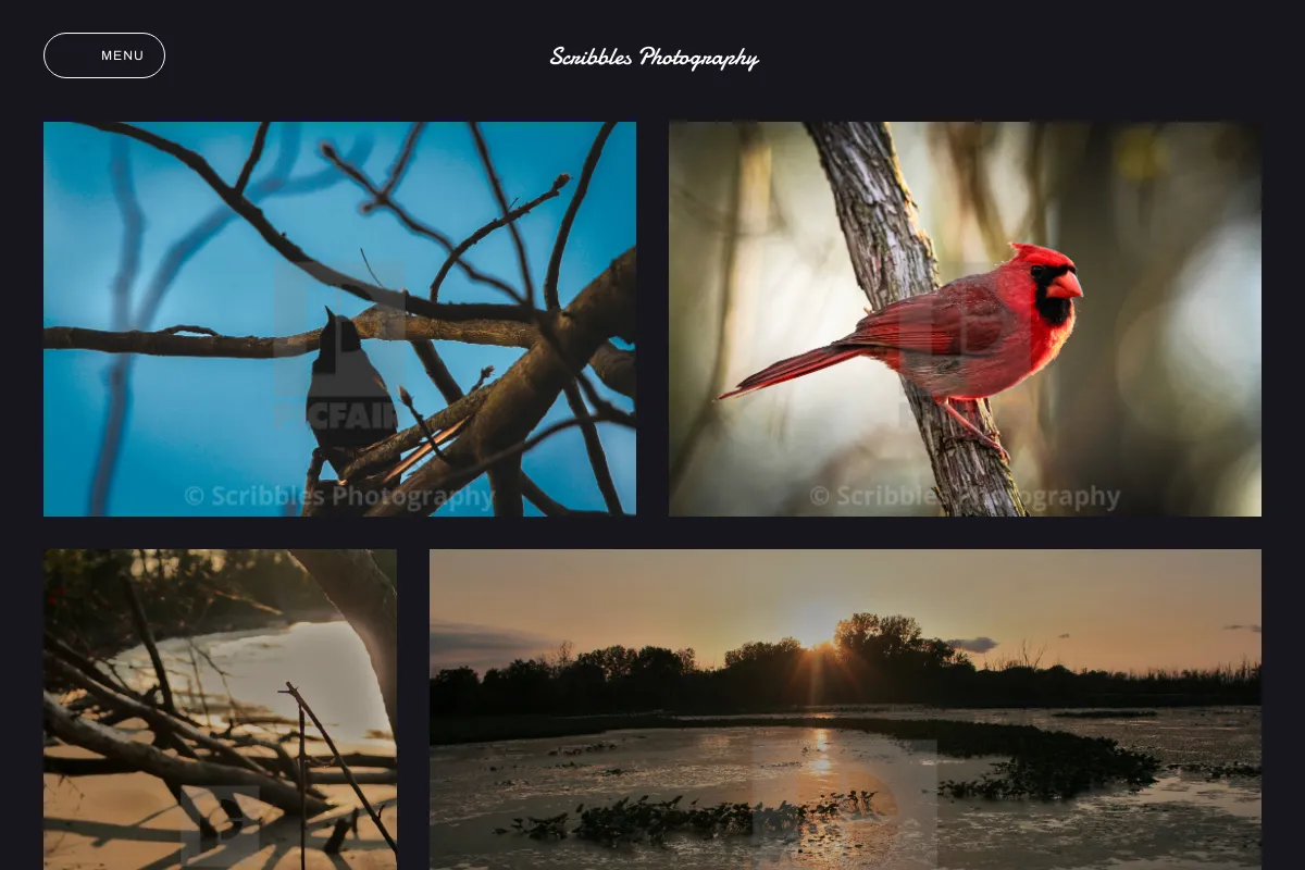 Scribbles Photography