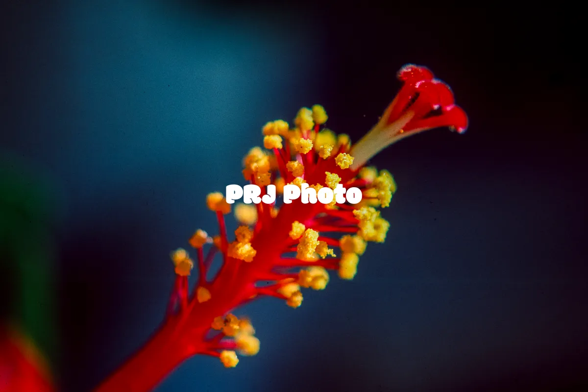 PRJ Photo