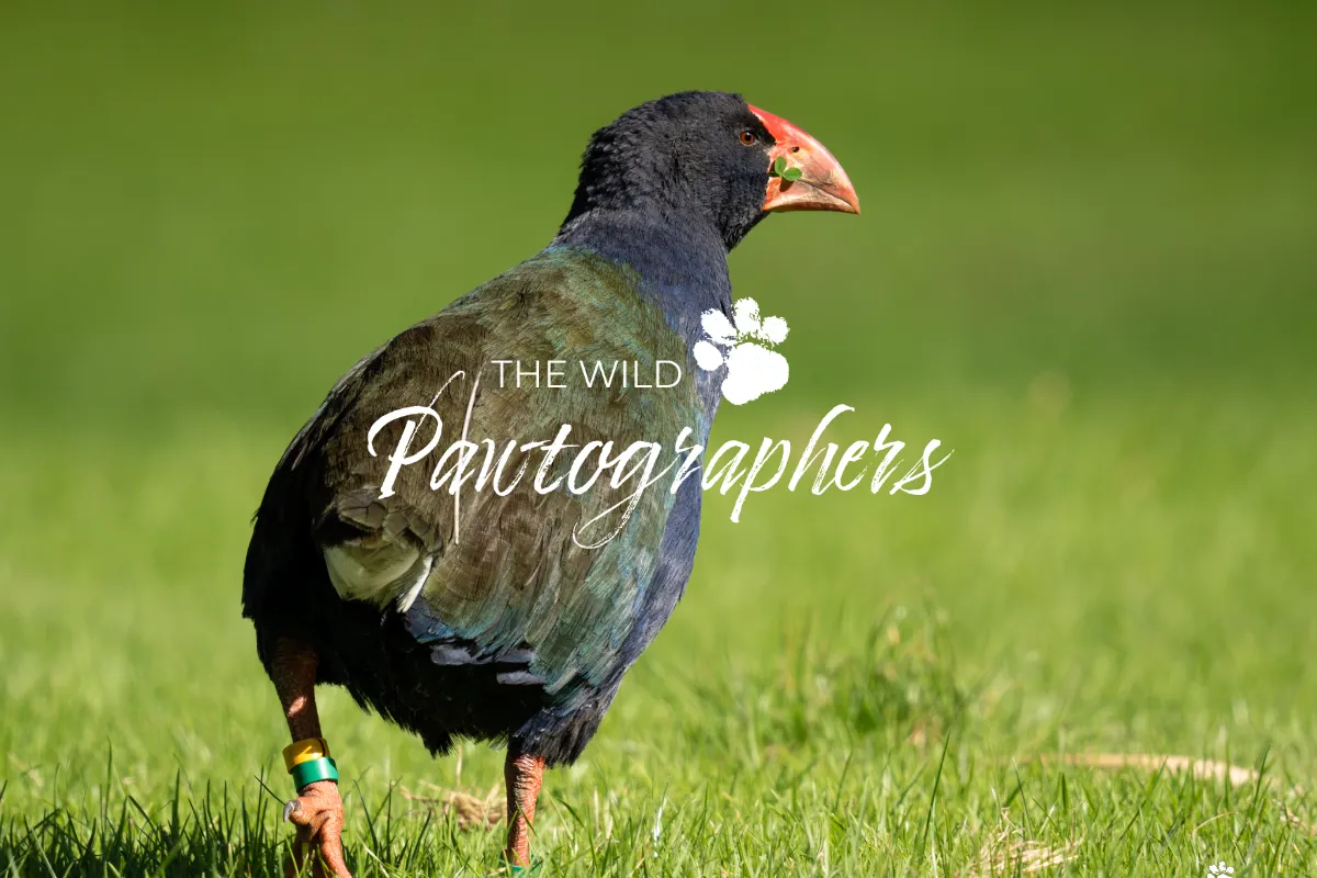 The Wild Pawtographers