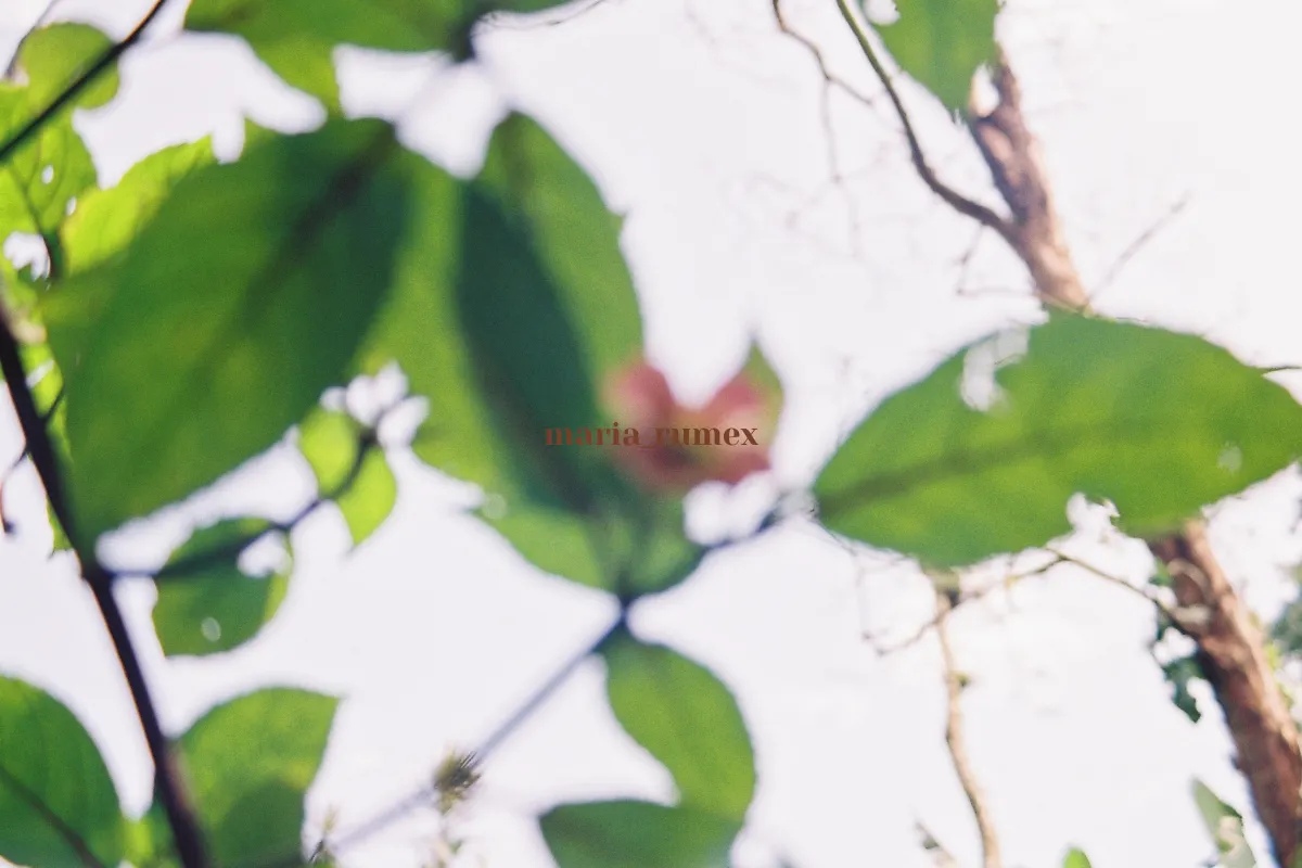 MARIIA RUMEX