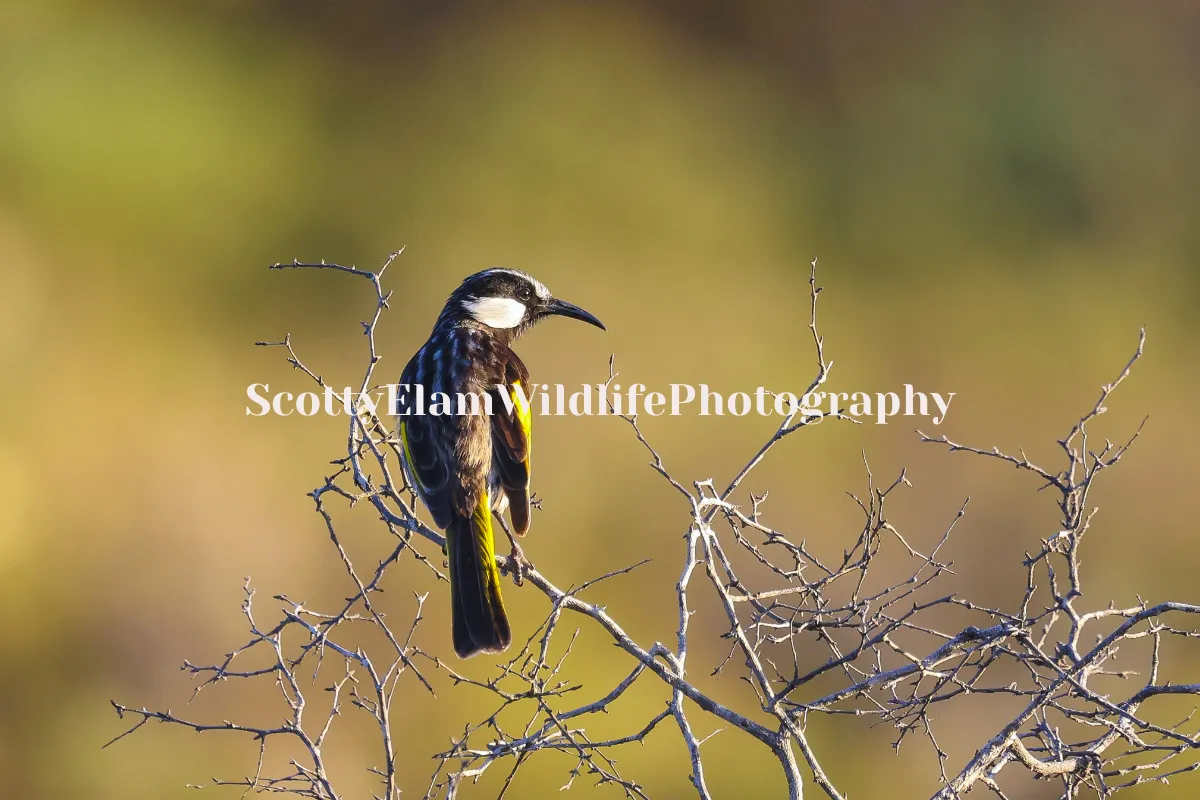 ScottyElamWildlifePhotography