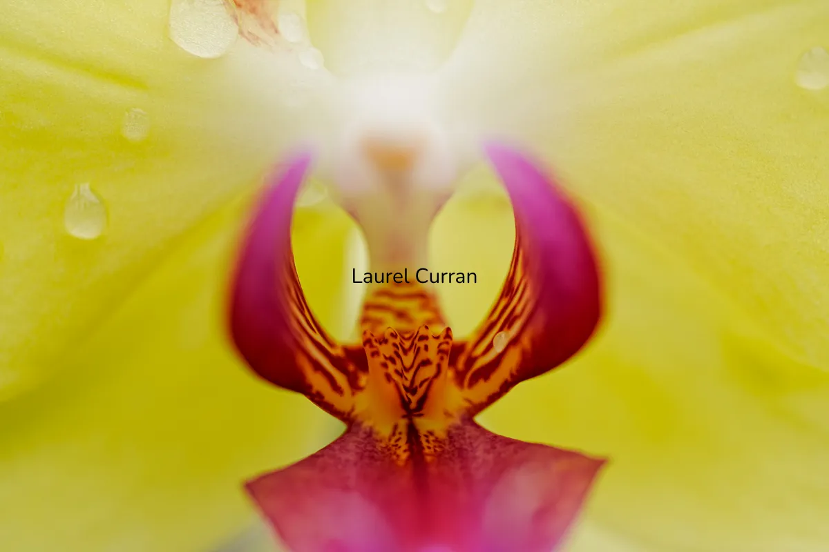 Laurel Curran
