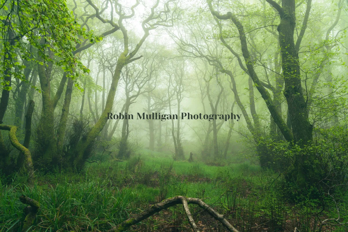 Robin Mulligan Photography