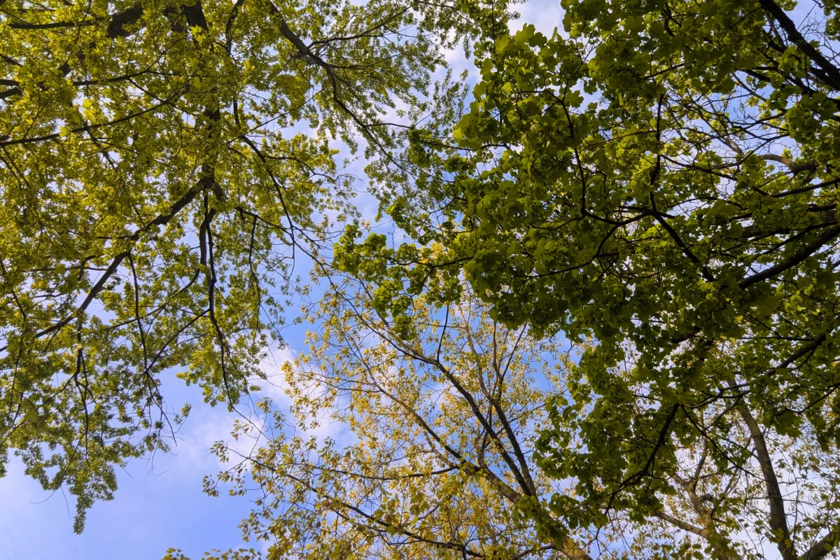 Simple World