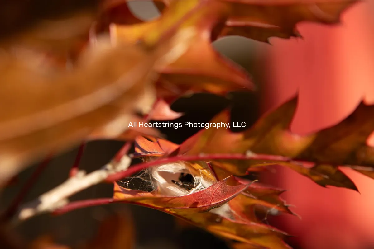 All Heartstrings Photography, LLC