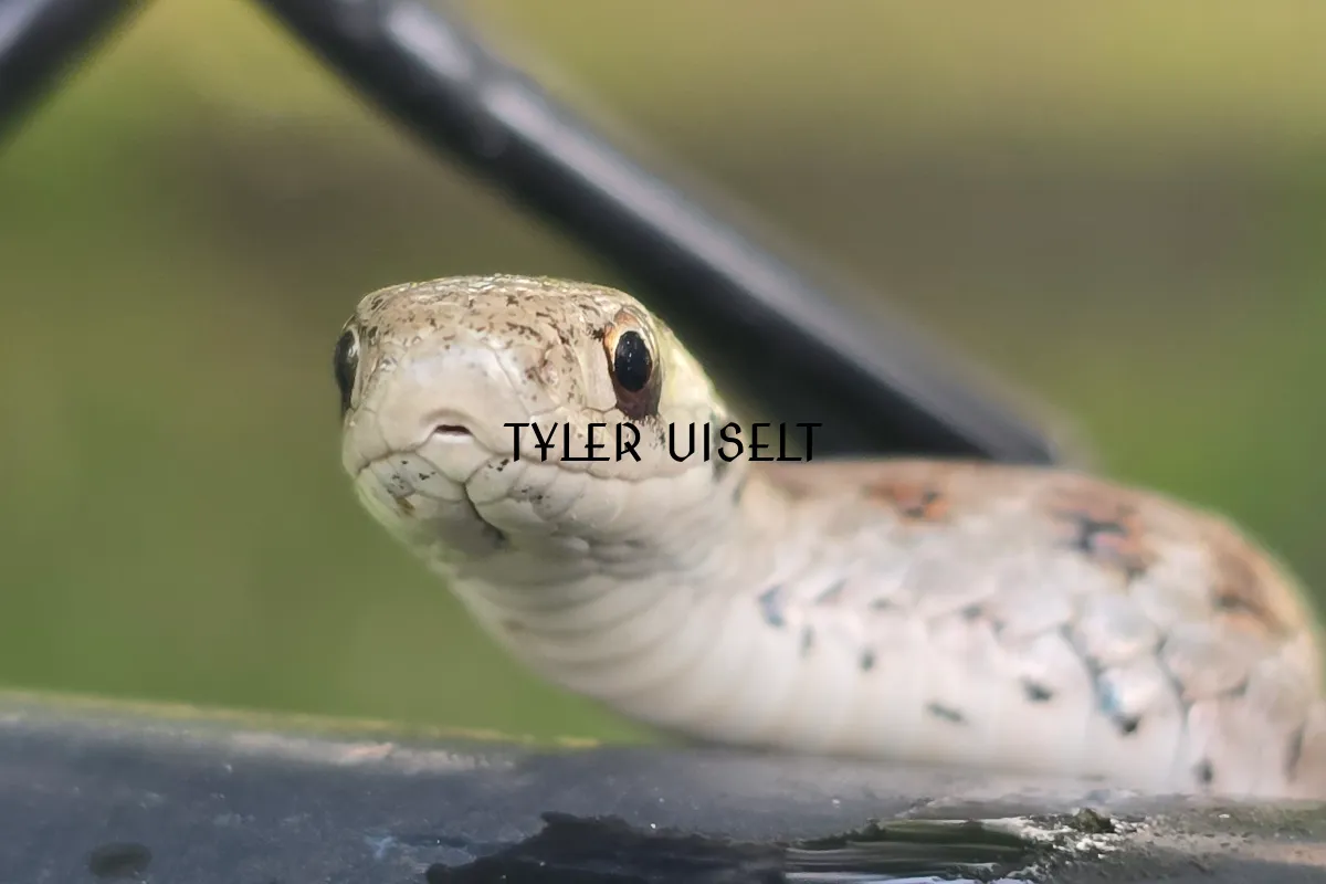 TYLER UISELT