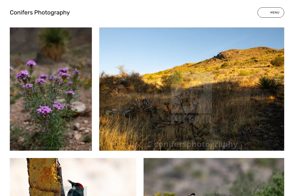 Conifers Photography
