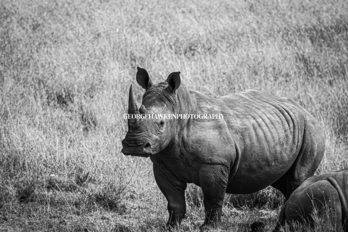 GeorgeHawkenphotography