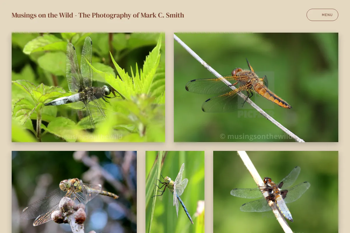 Musings on the Wild - The Photography of Mark C. Smith