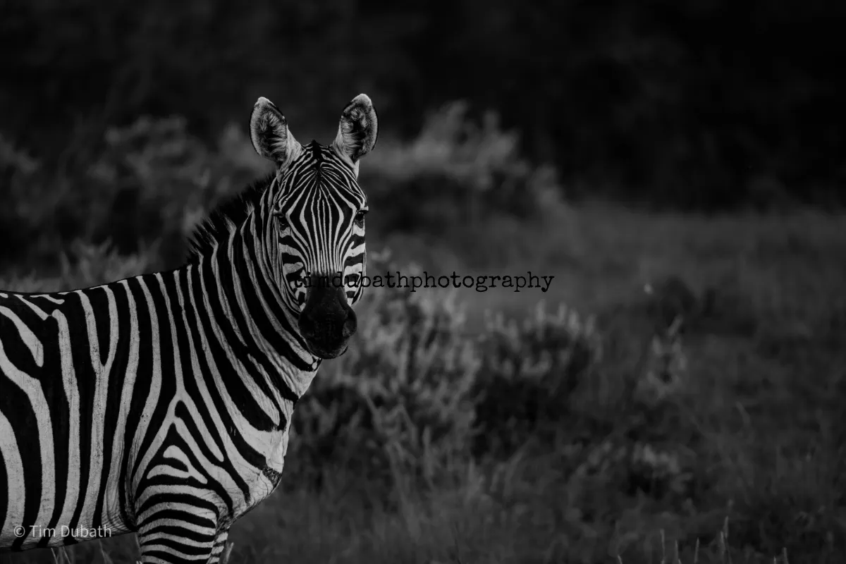 timdubathphotography