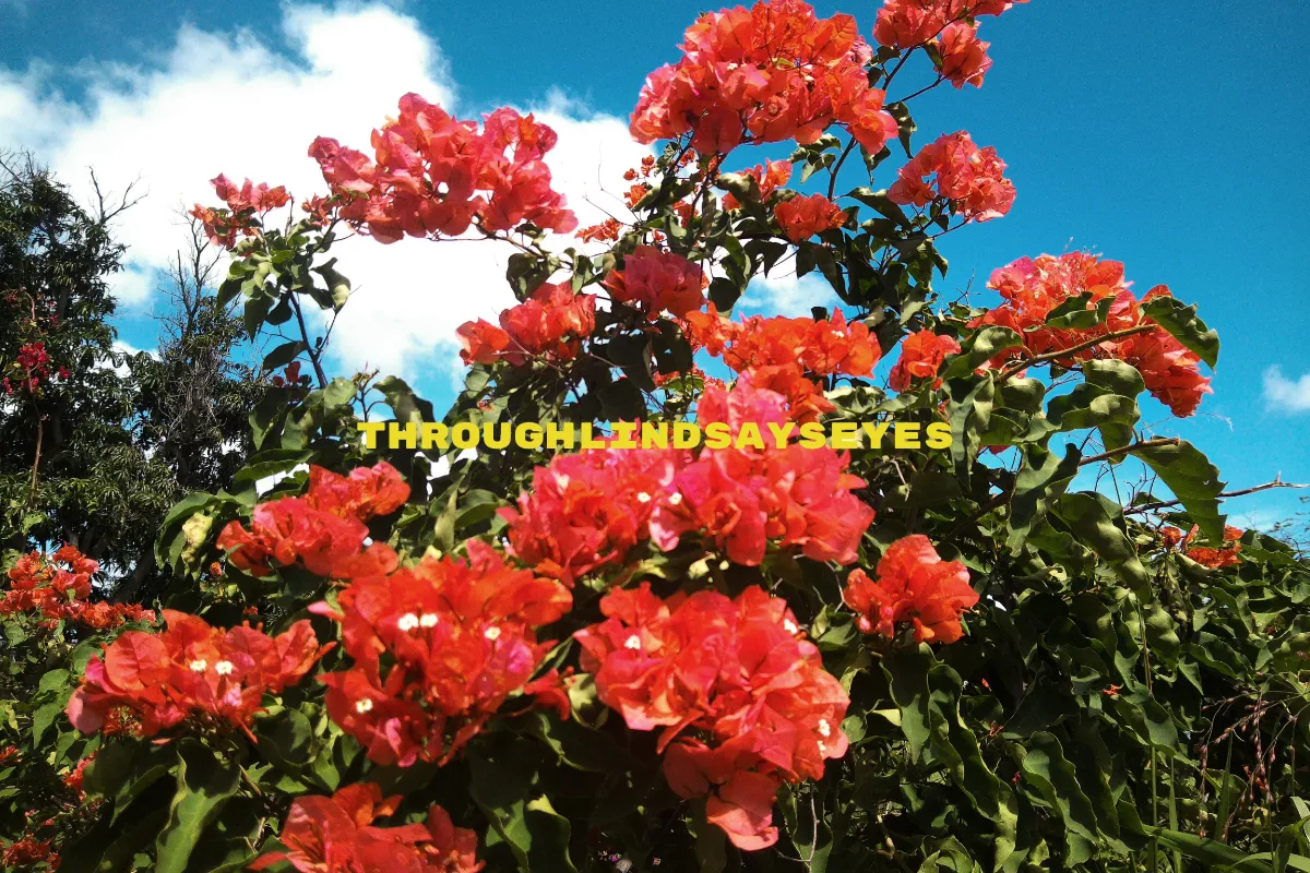throughlindsayseyes