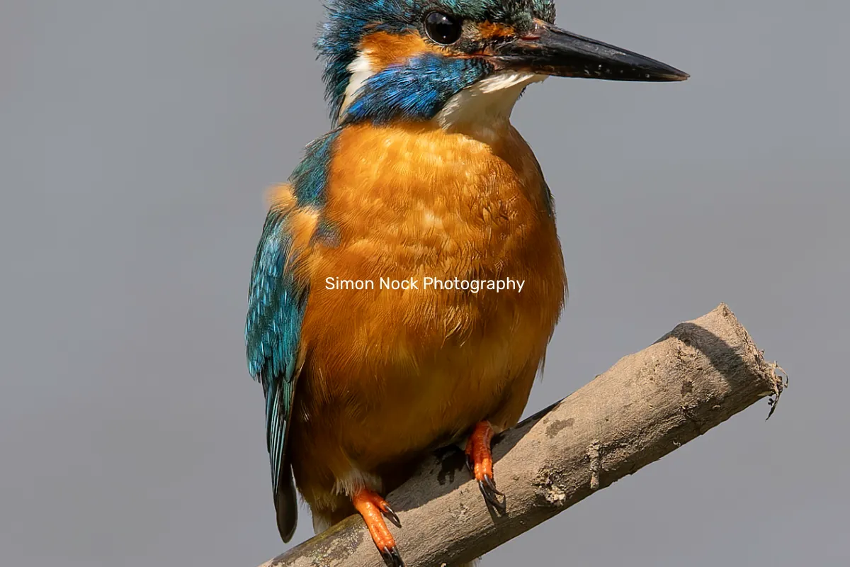 Simon Nock Photography 