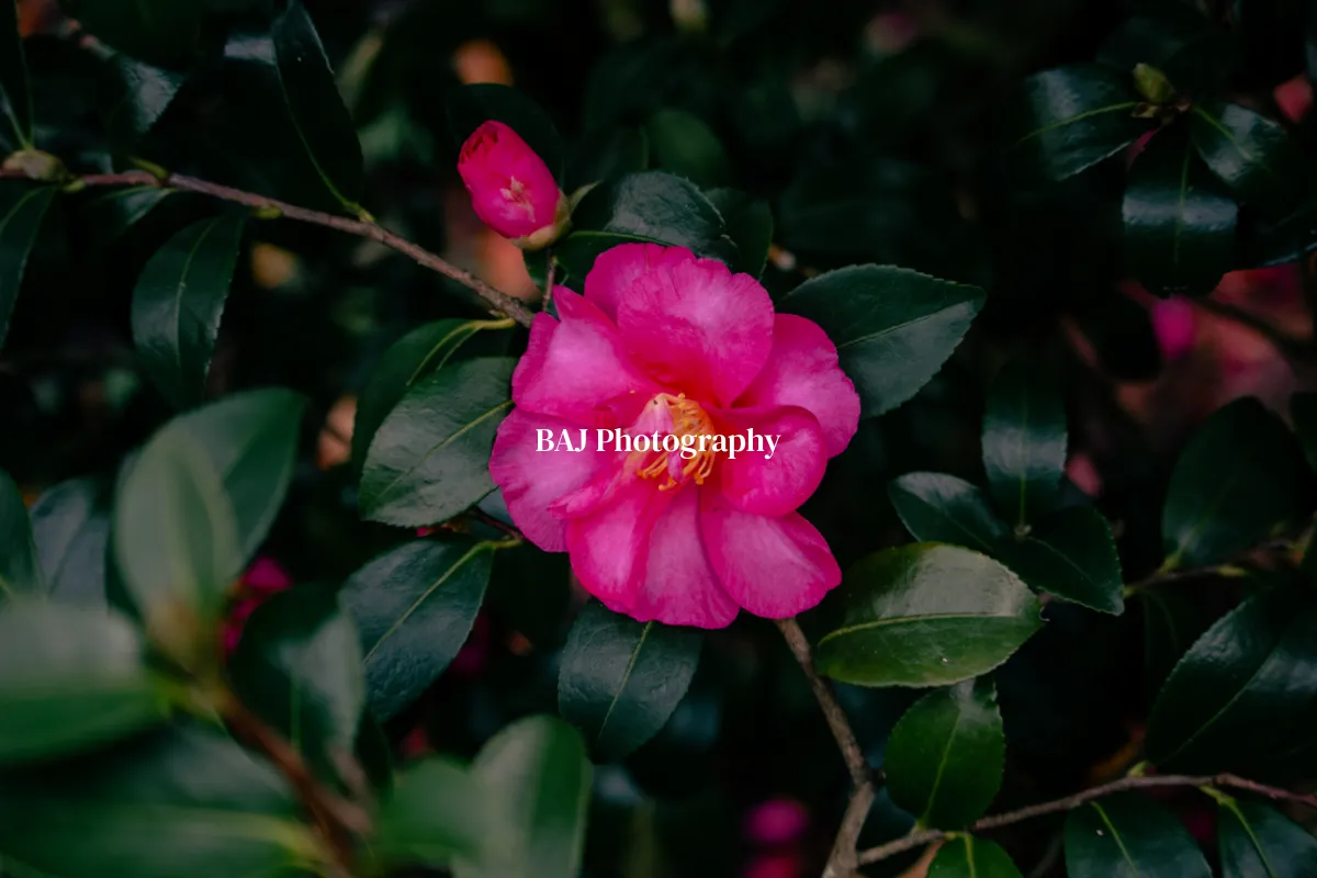 BAJ Photography