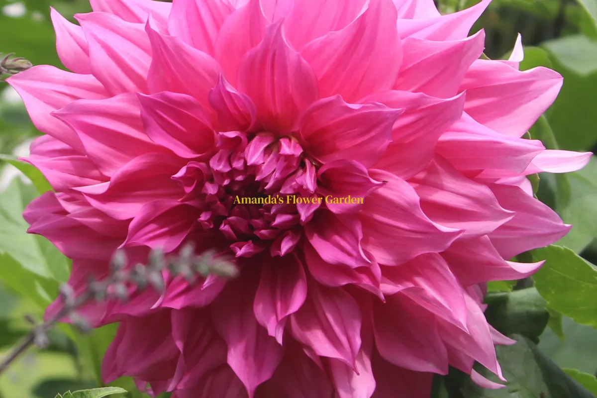Amanda's Flower Garden