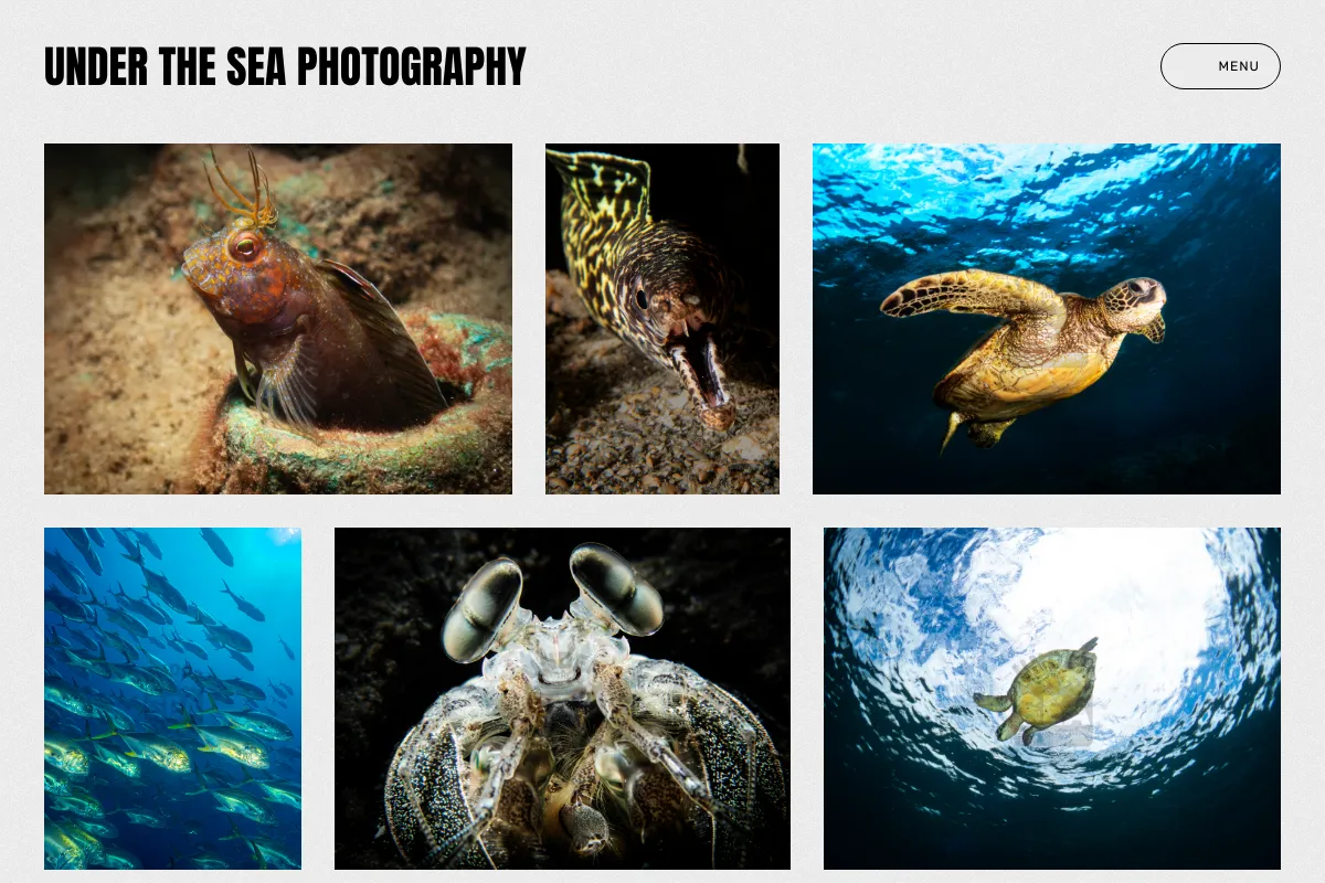 Under the Sea Photography