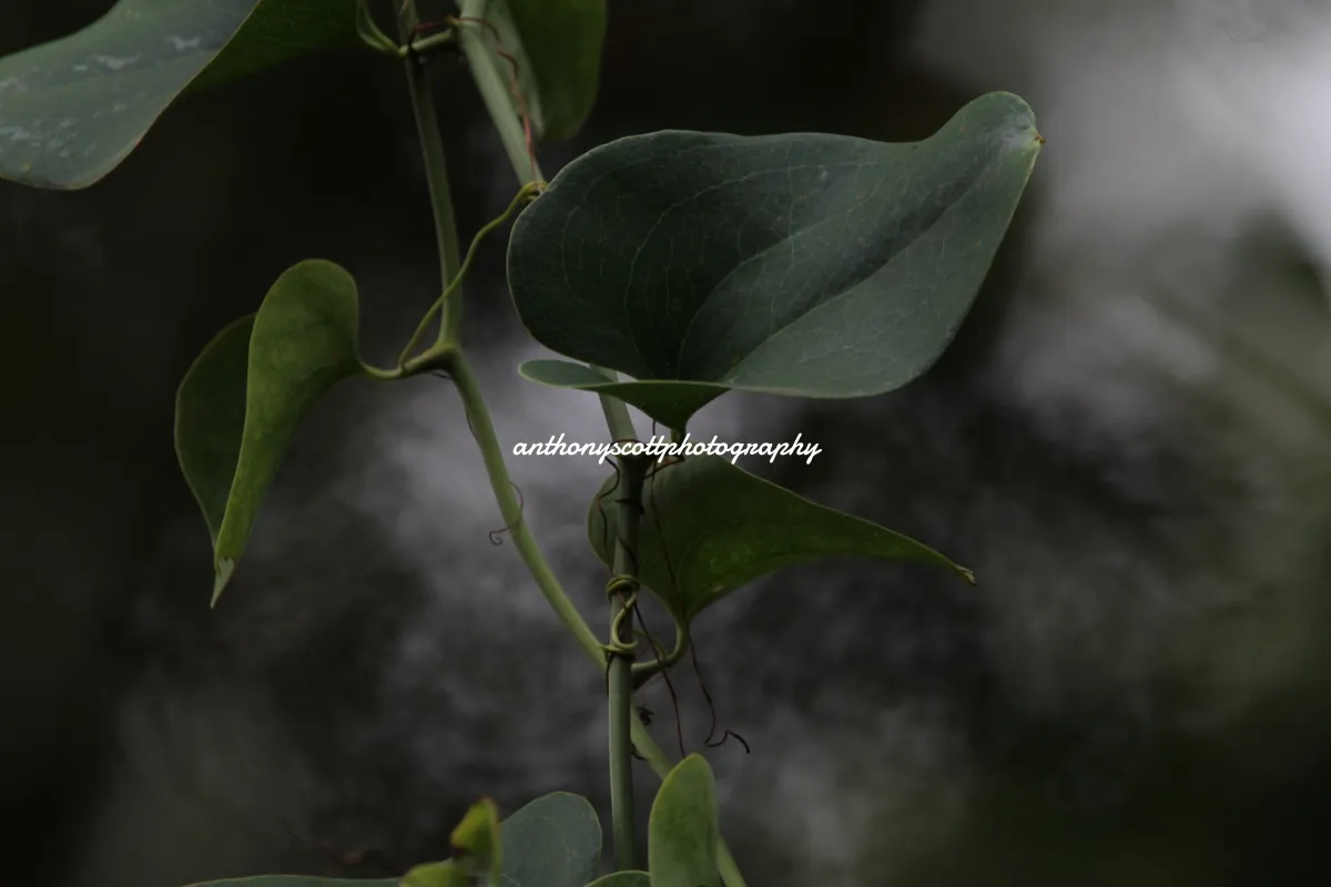 anthonyscottphotography