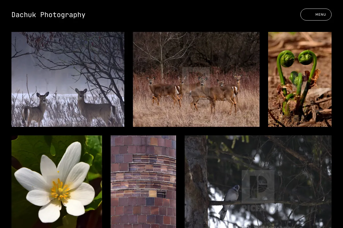 Dachuk Photography