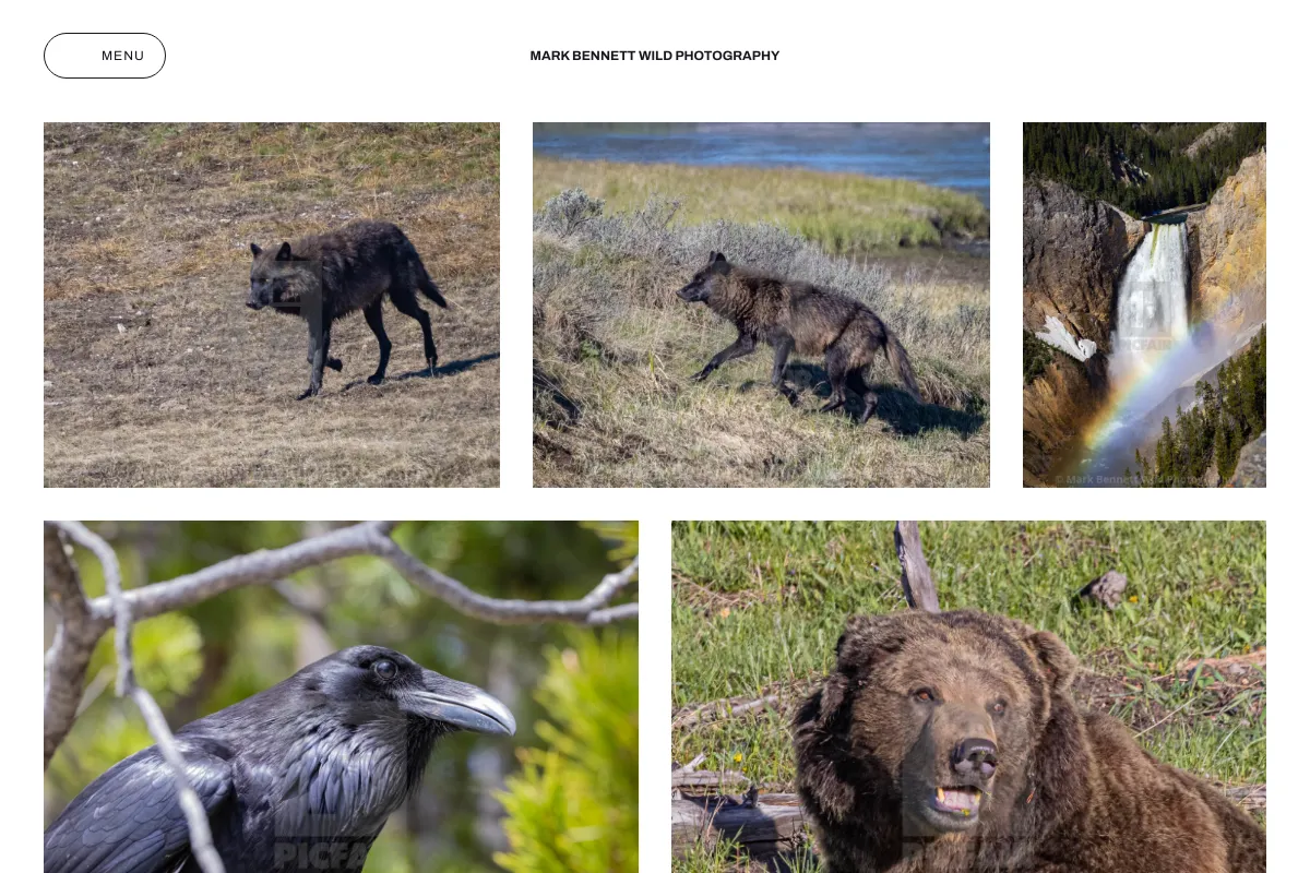 Mark Bennett Wild Photography