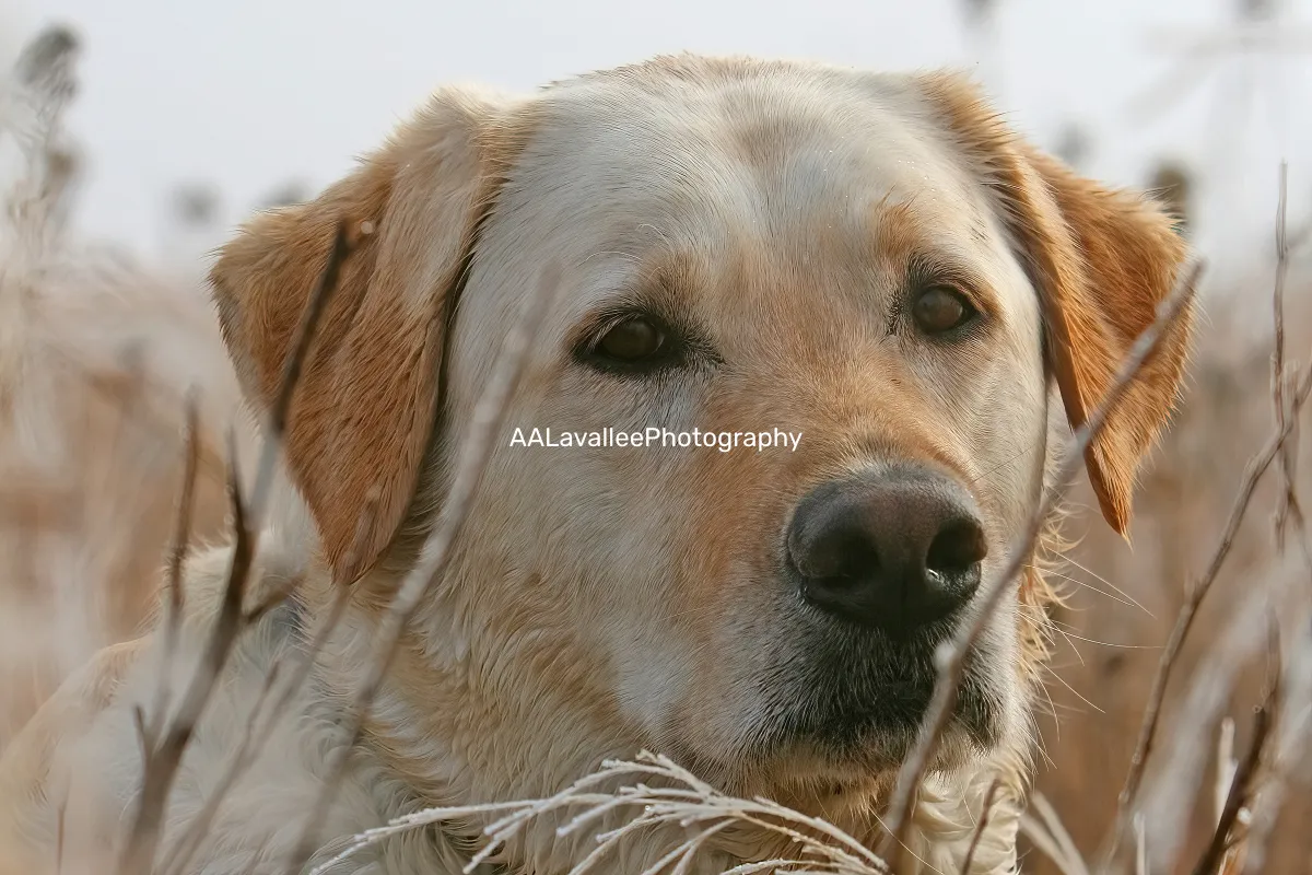 AALavalleePhotography
