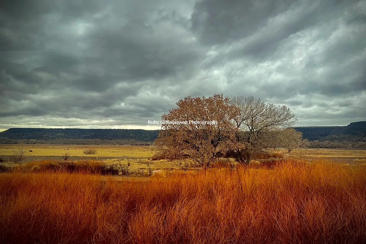 Robyne Robinson Photography