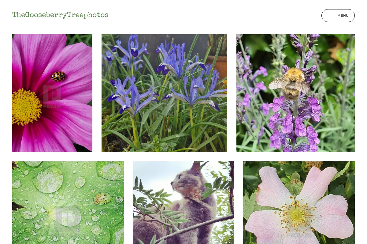 TheGooseberryTreephotos