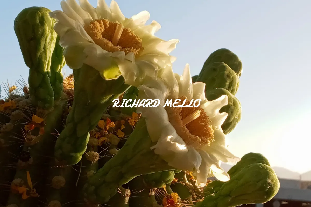 Richard Mello AZ Birds