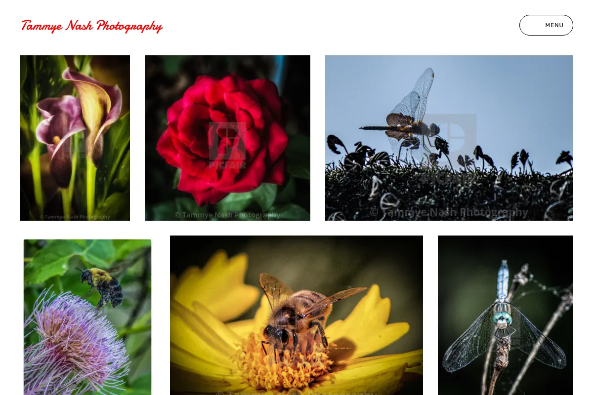 Tammye Nash Photography