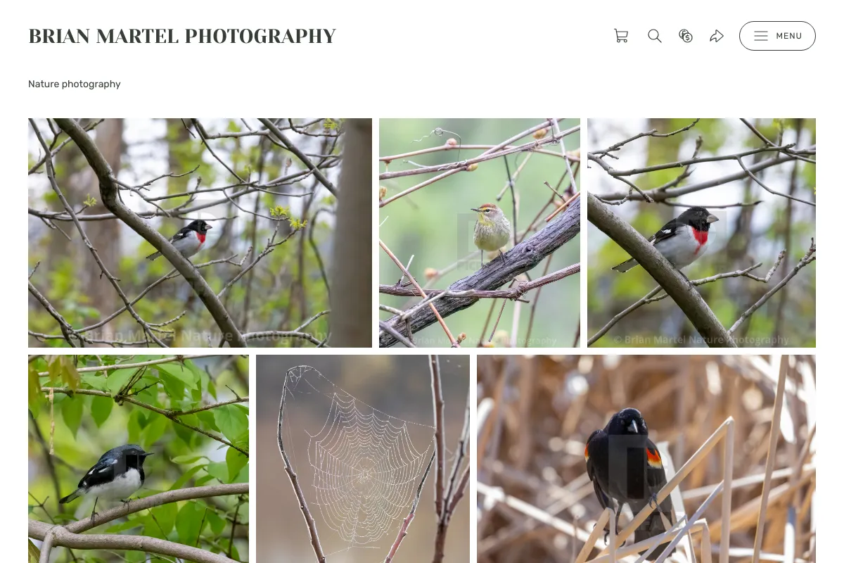 BRIAN MARTEL PHOTOGRAPHY