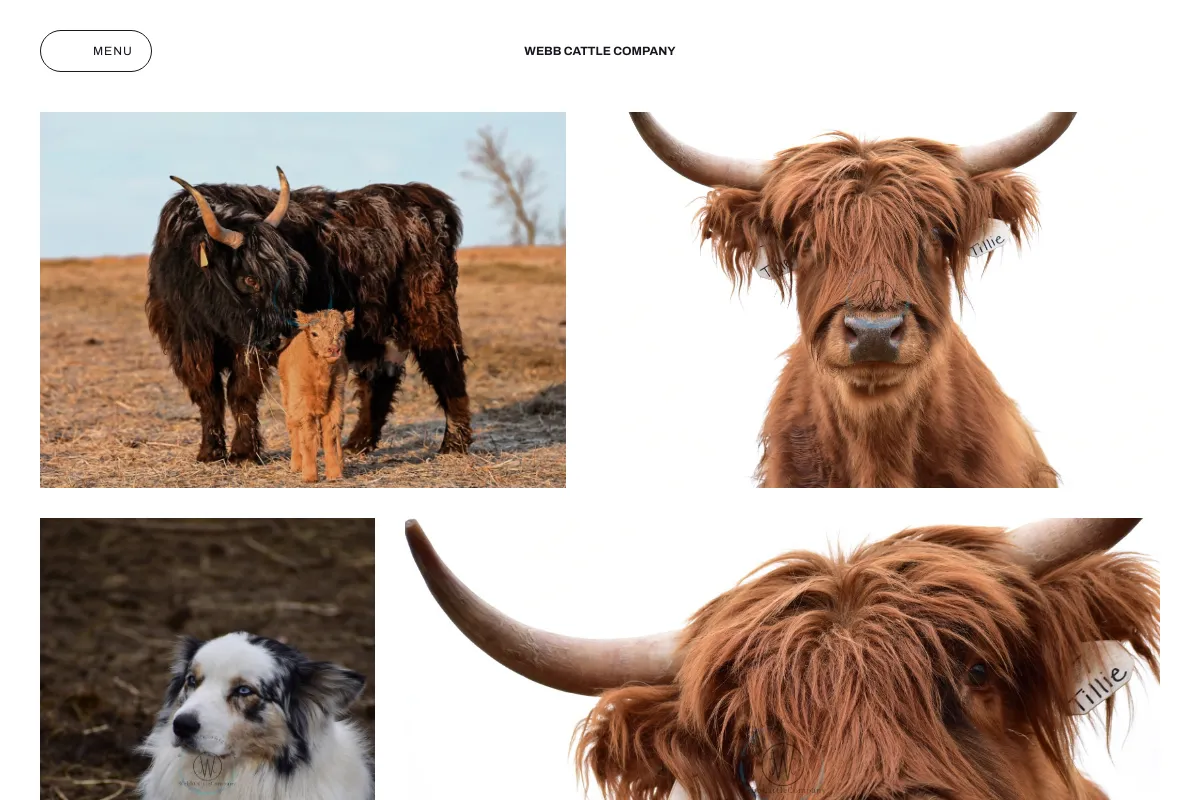 Webb Cattle Company